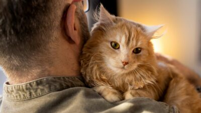 Kucingmu Diam-Diam Mencintaimu? 7 Tanda Ini Buktinya!