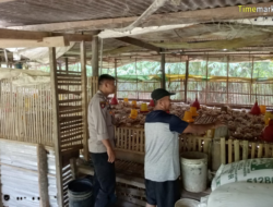 Dukung Ketahanan Pangan, Bhabinkamtibmas Polsek Buer Sambangi Peternak Ayam