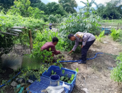 Bhabinkamtibmas Polsek Alas Pantau Kebun Sayuran Warga untuk Mendukung Ketahanan Pangan