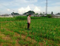 Bersama Petani, Polsek Labuapi Tinjau Perkembangan Jagung di Karang Bongkot