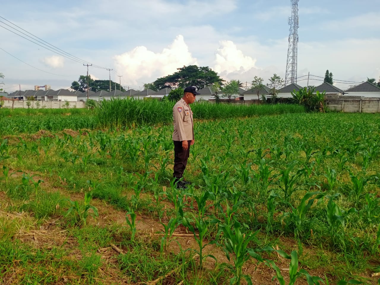 Dukung Ketahanan Pangan, Polsek Labuapi Sambangi Petani Jagung di Karang Bongkot