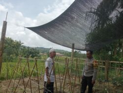 Bhabinkamtibmas Desa Batujangkih Polsek Prabarda Tinjau Pekarangan Bergizi Milik Warga Binaan.