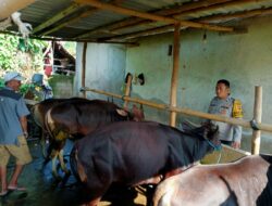 Polisi Dukung Ketahanan Pangan: Warga Karang Bongkot Didorong Beternak Sapi