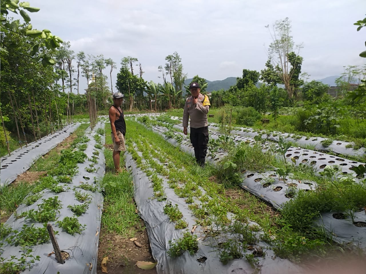 Dukung Ketahanan Pangan, Warga Jagaraga Mulai Bertani di Rumah