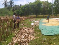 Kepedulian Polri: Bhabinkamtibmas Dampingi Petani di Masa Panen