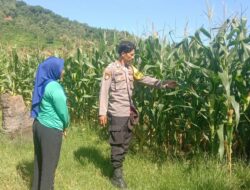 Bhabinkamtibmas Desa Lune Laksanakan Pemantauan Lahan Pertanian dalam Program Ketahanan Pangan Nasional