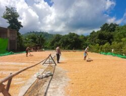 Bhabinkamtibmas Desa Karombo Pantau Panen Raya Jagung dalam Program Ketahanan Pangan Nasional