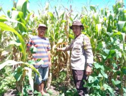 Bhabinkamtibmas Manggelewa Pantau Lahan Pertanian Program Ketahanan Pangan Nasional