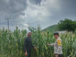 Polsek Woja Kawal Ketahanan Pangan, Bhabinkamtibmas Pantau Perkebunan Jagung Warga