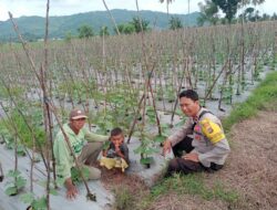 Polsek Woja Kawal Ketahanan Pangan: Bhabinkamtibmas Pantau Pertanian Hortikultura di Desa Wawonduru