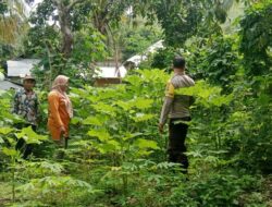 Bhabinkamtibmas Cek Pekarangan Pangan Bergizi, Dukung Ketahanan Pangan Program Asta Cita Presiden RI