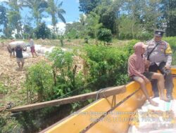 Bhabinkamtibmas Desa Rarak Ronges Lakukan Pendampingan Panen Jagung