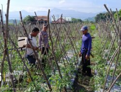 Bhabinkamtibmas Polsek Buer Pantau Perkembangan Tanaman Tomat dalam Mendukung Ketahanan Pangan Nasional