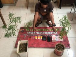 Tanam Ganja di Rumahnya, Seorang Pria Diringkus Sat Resnarkoba Polres Sumbawa Barat