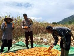 Bhabinkamtibmas Desa Mujahidin Dampingi Warga Saat Panen Jagung