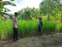 Bhabinkamtibmas Desa Kerekeh Lakukan Pemantauan Tanaman Padi di Kecamatan Untir Iwes