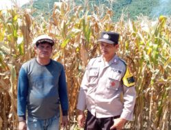 Bhabinkamtibmas Pantau Lahan Jagung di Madaprama untuk Dukung Ketahanan Pangan Nasional 2025