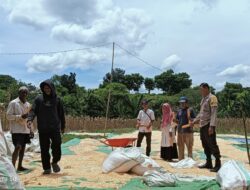 Bhabinkamtibmas Kandai Dua Pantau Panen Jagung dalam Program Ketahanan Pangan Nasional