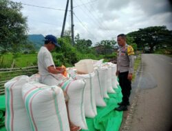 Bhabinkamtibmas Desa Ranggo Monitoring Lahan Jagung, Dukung Program Ketahanan Pangan Nasional