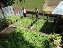 Bhabinkamtibmas Kelurahan Nungga Lakukan Pengecekan Lahan Pekarangan untuk Ketahanan Pangan Nasional