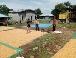 Petani Hadapi Tantangan Cuaca, Bhabinkamtibmas Malaju Pantau Panen Jagung di So Ndano Kadanga