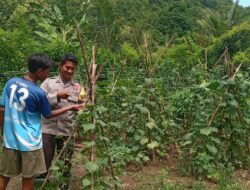 Bhabinkamtibmas Desa Belo Lakukan Pengecekan Ketahanan Pangan Bergizi
