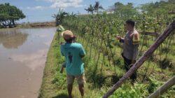 Bhabinkamtibmas Kuranji Dalang Gelar Sambang untuk Edukasi Ketahanan Pangan di Dusun Mapak Barat