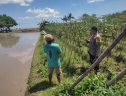 Bhabinkamtibmas Kuranji Dalang Gelar Sambang untuk Edukasi Ketahanan Pangan di Dusun Mapak Barat