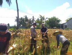 Sinergi Polri dan Petani: Bhabinkamtibmas Desa Kuripan Timur Bantu Panen Jagung Hibrida
