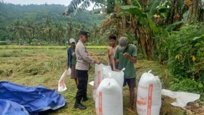 Bhabinkamtibmas Sekotong Kawal Panen Padi, Perkuat Ketahanan Pangan di Lombok Barat