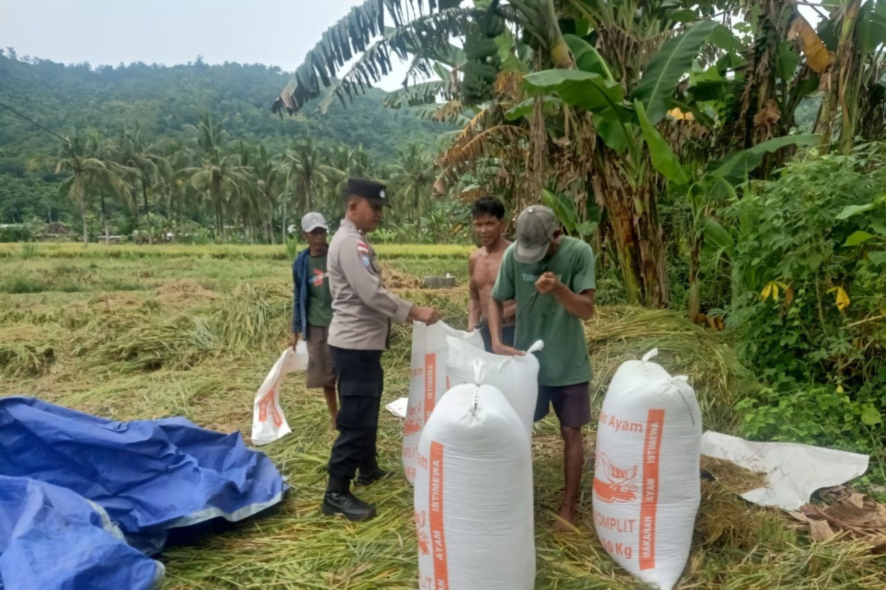 Bhabinkamtibmas Sekotong Kawal Panen Padi, Perkuat Ketahanan Pangan di Lombok Barat