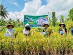 Di Balik Layar Panen Raya Nasional: Kisah Harapan Petani Lombok Utara yang Terhubung Jauh dengan Istana