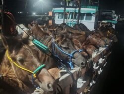 Karantina NTB, Gagalkan Pengiriman Puluhan Ekor Kuda Betina ke Sulawesi Selatan.
