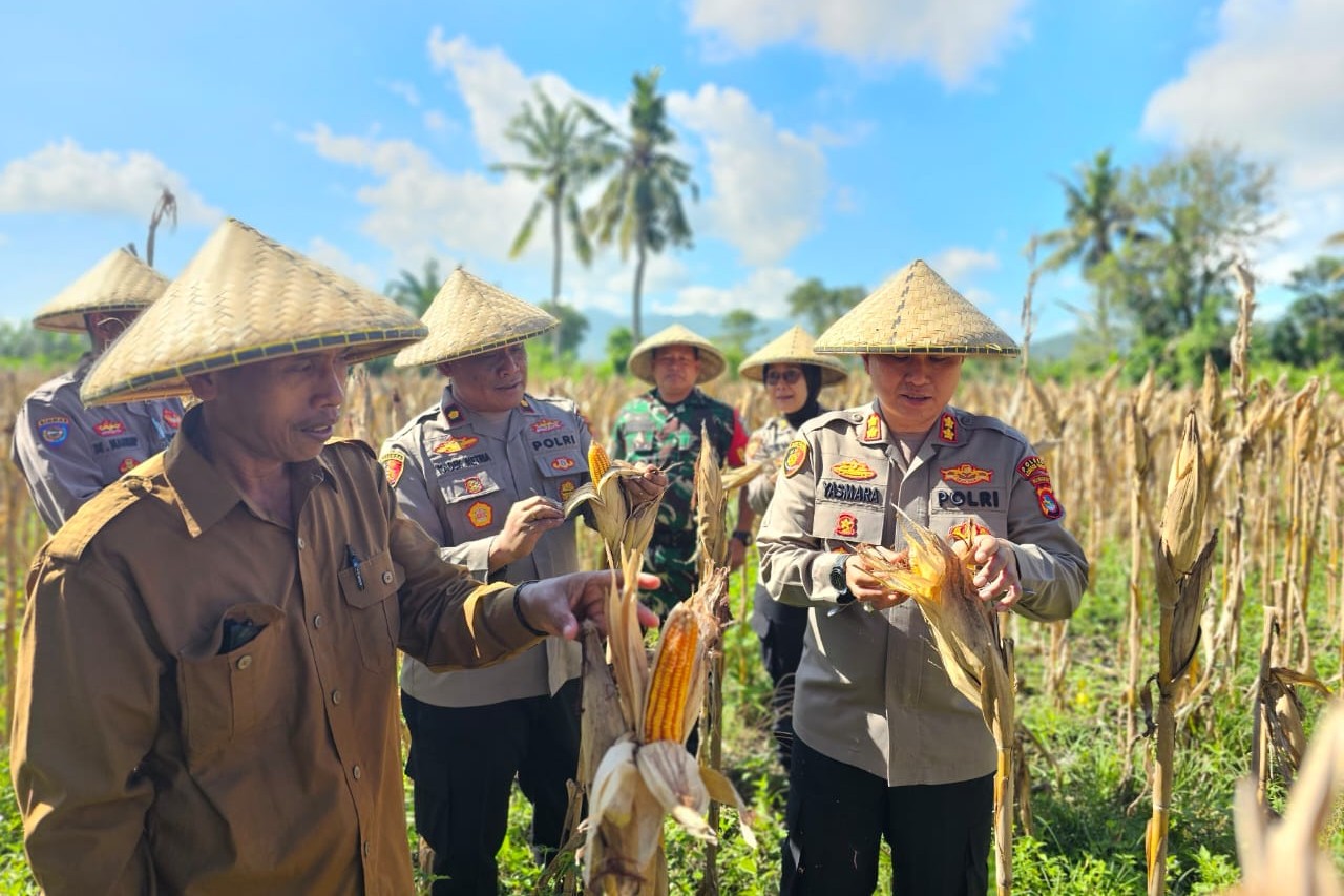 Kapolres Lombok Barat Hadiri Panen Raya Jagung, Sinergi Polri dan Petani Jaga Ketahanan Pangan