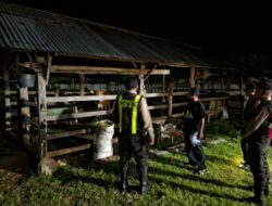 Patroli Rutin Polsek Sekotong: Jaga Keamanan Ternak dan Masyarakat