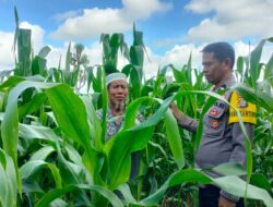 Polsek Dompu Dukung Ketahanan Pangan: Pantau Lahan Jagung Warga di Desa O’o
