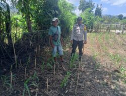 Polsek Dompu Kembali Tunjukkan Komitmen: Pantau Lahan Jagung Warga untuk Dukung Ketahanan Pangan Nasional