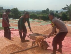 Panen Jagung Hibrida di Dompu: Bhabinkamtibmas Rababaka Dampingi Petani Dukung Indonesia Emas 2045