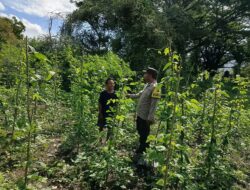 Dorong Ketahanan Pangan, Bhabinkamtibmas Desa Bukit Damai Monitoring Pekarangan Bergizi