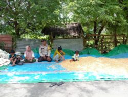 Dekat dengan Warga, Bhabinkamtibmas Kelurahan Nungga Bantu Petani Saat Panen Jagung