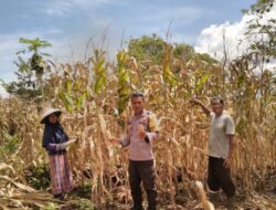 Bhabinkamtibmas Polsek Rasanae Barat Bantu Warga Panen Jagung, Dukung Program Ketahanan Pangan Nasional