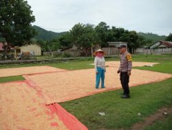 Panen Jagung Jadi Harapan, BKTM Dorebara Dampingi Warga Wujudkan Ketahanan Pangan