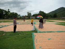 Panen Jagung Jadi Harapan, BKTM Dorebara Dampingi Warga Wujudkan Ketahanan Pangan