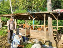 Dorong Ketahanan Pangan, Bhabinkamtibmas Nowa Pantau Peternakan Sapi Milik Warga
