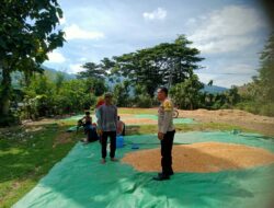 Dukung Program Ketahanan Pangan, Bhabinkamtibmas Woko Pantau Panen Jagung di Lahan Warga