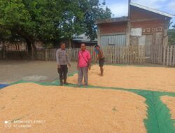 Bhabinkamtibmas Desa Jambu Pantau Panen Raya Jagung, Dukung Ketahanan Pangan Nasional
