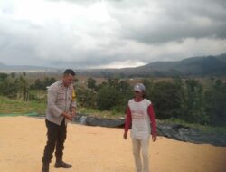 Bhabinkamtibmas Desa Saneo Pantau Panen Jagung Dukung Ketahanan Pangan Nasional