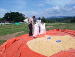 Harga Jagung Anjlok, Petani di Dompu Keluhkan Kerugian Saat Panen Raya