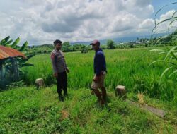 Bhabinkamtibmas Desa Bantulanteh Sambangi Sawah Warga, Beri Motivasi dan Edukasi Petani