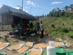 Bhabinkamtibmas Desa Adu Dampingi Pengeringan Jagung Milik Warga, Dukung Program Ketahanan Pangan